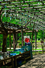 Obraz premium 夏を告げる藤棚の風鈴 薬師池公園（東京都町田市）