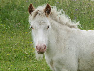 white horse eating grass