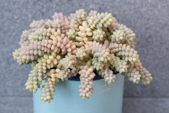 Burro's Tail" Images – Browse 609 Stock Photos, Vectors, and Video | Adobe  Stock