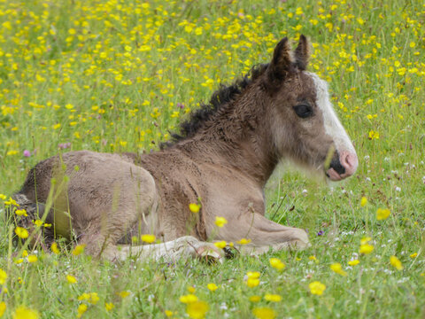 horse on meadow