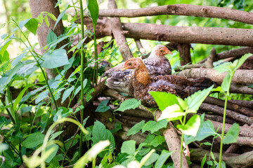Chicken resting on the dead woods at the farm