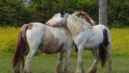 Obraz premium Horses