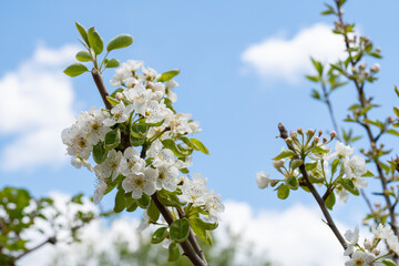 Pyrus communis, (Pear) branch in full bloom