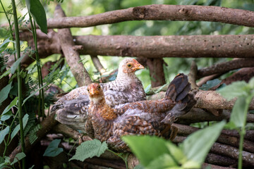 Chicken resting on the dead woods at the farm