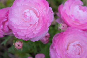 Ranunculus asiaticus Tecolote Pink (Persian buttercup)