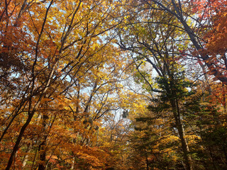 autumn in the forest