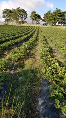 Fototapeta na wymiar strawberry field square fruit picking