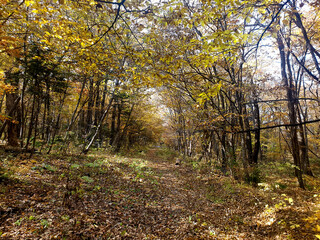 Obraz premium Road in a autumn forest