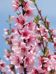 満開のハナモモ