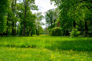 trees in the park (Ridderkerk - Holland)