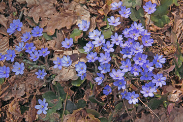 Leberblümchen