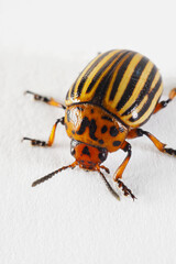 One Colorado beetle on a white paper surface close-up. Not isolated. Bright vertical illustration about insects, pests of agricultural plants, farm and gardening. Macro