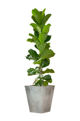 Ficus lyrata in pot isolated on white background. Bonsai big leaf plant in wooden pot Isolated on white background.