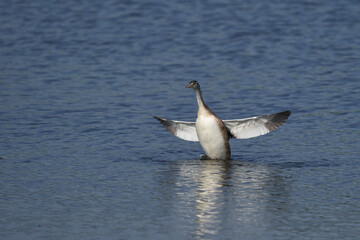 Juvenile Great Crested Grebe (Podiceps cristatus) on a lake at Ham Wall in Somerset, United Kingdom. 