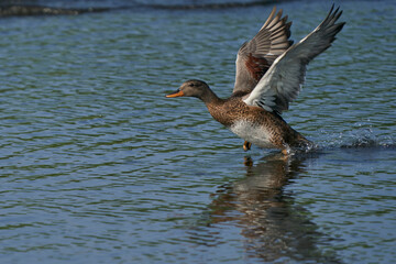Gadwall (Anas strepera) with wings extended during practice take-off from a lake at Ham Wall in Somerset, United Kingdom. 