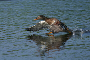 Gadwall (Anas strepera) with wings extended during practice take-off from a lake at Ham Wall in Somerset, United Kingdom. 