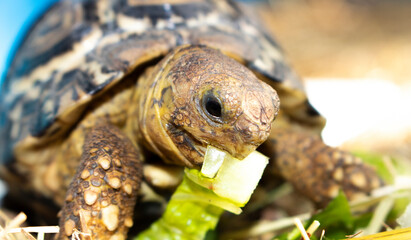 Close up of a baby African tortoise eating lettuce and vegetables. - Powered by Adobe
