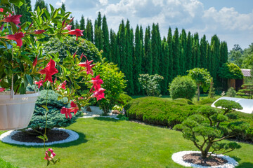 Decorative blooming flowers in flower pot against beautiful backyard garden