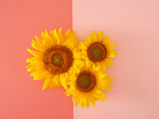 fresh yellow modern sunflower on the bold and pastel pink background. modern summer gardening tropical jungle flat lay