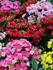 Red, pink and yellow Kalanchoe. Close-up of colorful and vibrant flowers in the market