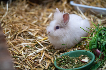 White dwarf rabbit lying next to his food bowl in the hutch.