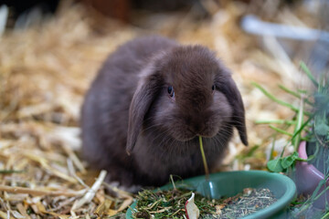 Brown dwarf rabbit (dwarf ram) sits next to his food bowl and eats hay.