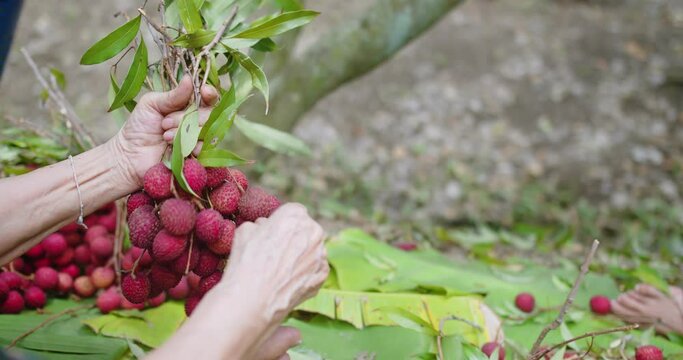 senior farmer worker Picking Pile of delicious tropical fruit ripe of Fresh Lychees fruit at garden plantation in Thailand
