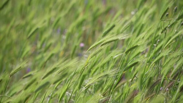 The bright green field grass sways in the strong wind. Summer sunny day. Rest at nature. Relaxation. Close-up, slow motion, HD.
