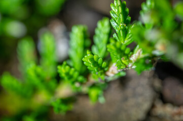 Fototapeta premium Sträucher groß