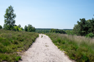 Fototapeta na wymiar path in the field (Hoenderloo - Veluwe- Holland) 