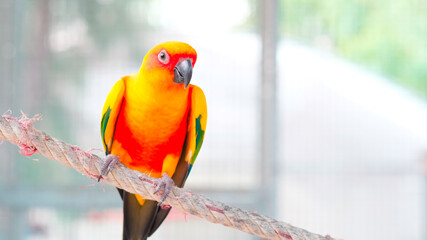 Close up Colorful yellow orange green love bird on rope with copy space
