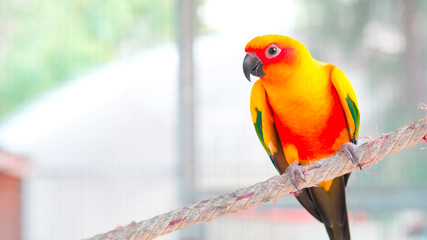 Close up Colorful yellow orange green love bird on rope with copy space