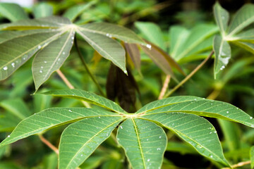 beautyful flowers in the garden