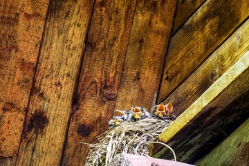 Chicks of a common thrush bird in a nest under the roof of an old rural house.