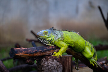 The green iguana or American iguana on old tree, mostly herbivorous species of lizard.