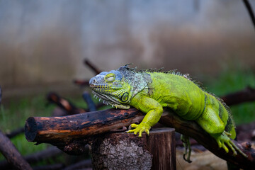 The green iguana or American iguana on old tree, mostly herbivorous species of lizard.
