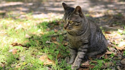 遠くを見つめるキジトラ猫