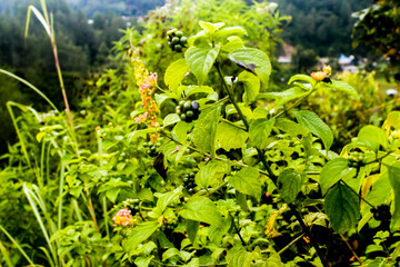 beautyful flowers in the garden