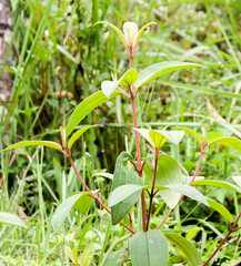 beautyful flowers in the garden