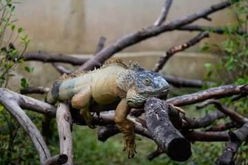 The green iguana or American iguana on old tree, mostly herbivorous species of lizard.