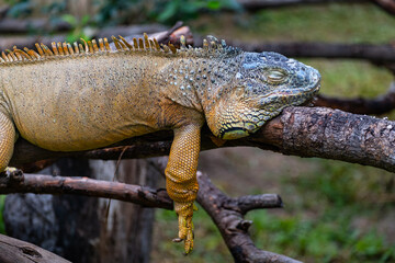 The green iguana or American iguana on old tree, mostly herbivorous species of lizard.