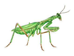 Watercolor illustration of green mantis on white background. Closeup. Hand drawn. Template.