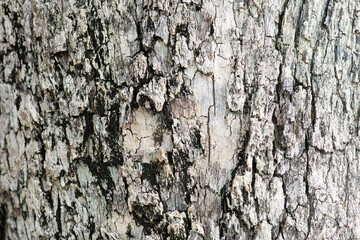 Background picture of bark cracked with natural patterns.