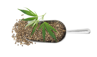 Metal scoop with hemp seeds and leaves on white background, top view