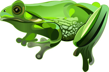 Green frog isolated vector illustration on a white background