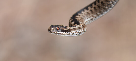 close up of a snake