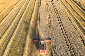 Harvesting with agricultural machinery. A modern combine harvester with a header threshes ripe...