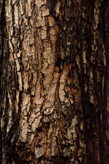 Tree Bark Texture