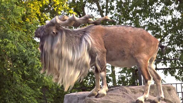 Everyday life of smug funny screw horn goats   in captivity
