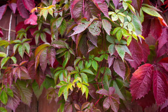  Parthenocissus quinquefolia, known as Virginia creeper, Victoria creeper, five-leaved ivy. Red foliage background red wooden wall. Natural background.